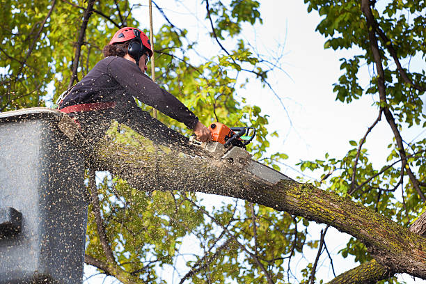 Reliable Rockville Centre, NY Tree Removal Solutions